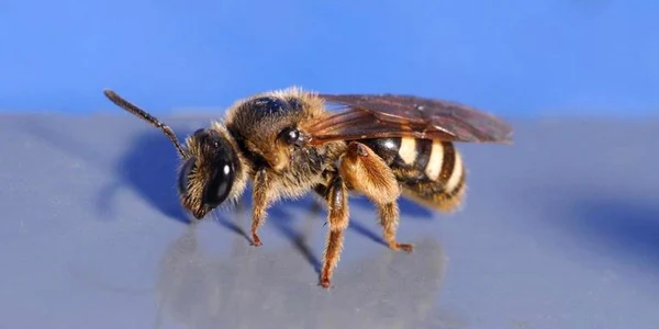 Sweat bee