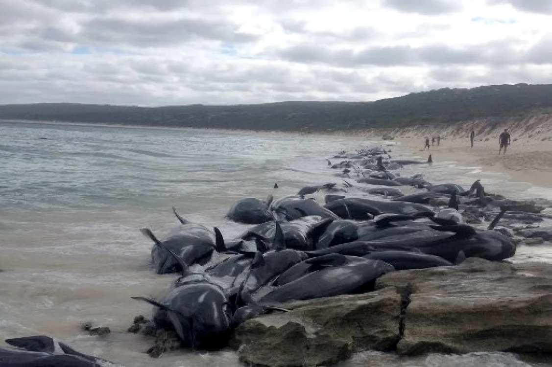 Peste 150 de balene au eşuat în Golful Hamelin din Australia. FOTO AFP