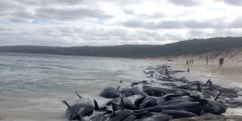 Peste 150 de balene au eşuat în Golful Hamelin din Australia. FOTO AFP