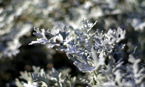 1 76990 original jpg jpeg