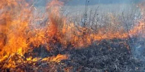 Anul acesta s-au produs mai puţine incendii de vegetaţie 