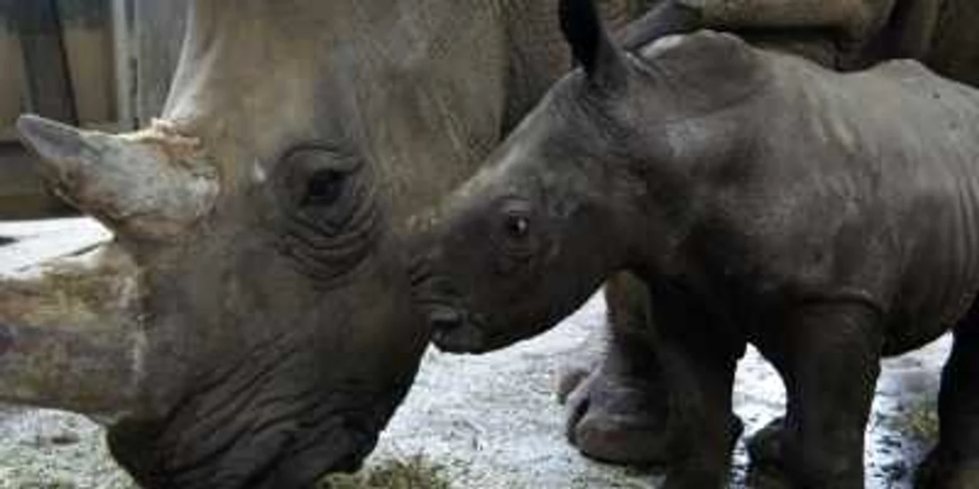 Numai anul acesta, în Africa de Sud, au fost omorâte peste 450 de animale.