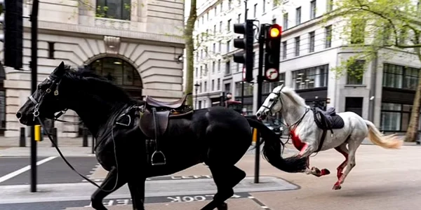 cai insangerati prin Londra FOTo Twitter FlashFeed jpeg