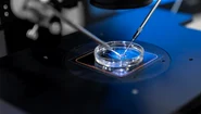 16 IULIE Fertilizare in vitro dr  Stan Alexandru png