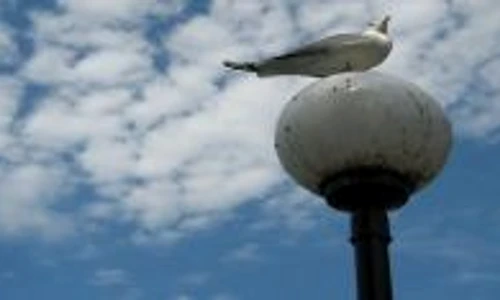 1 47839 original jpg jpeg