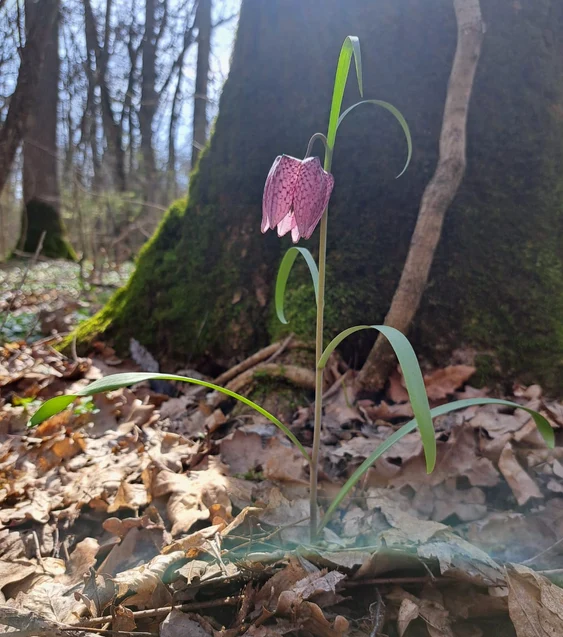Lalea pestriță în Lunca Pogănișului FOTO Romsilva