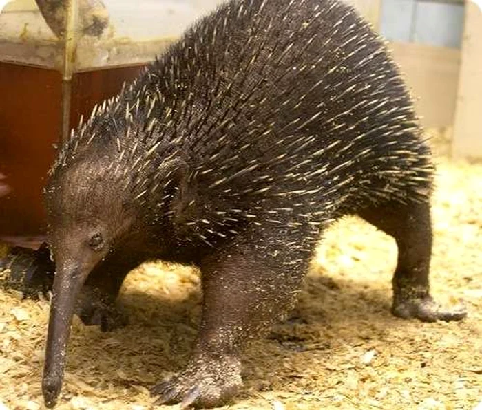 Ursul furnicar poate atinge o înălţime de 2 metri