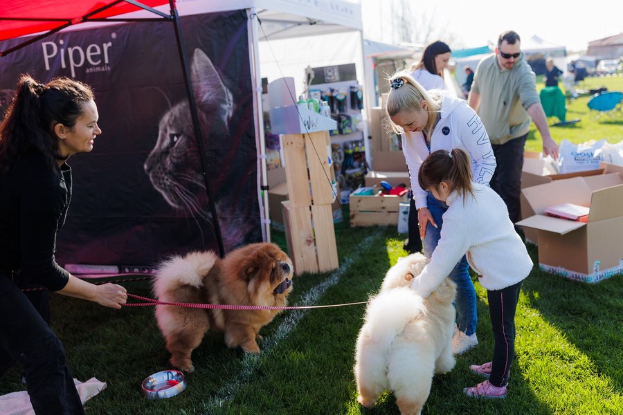 Peste 600 de câini concurează la Satu Mare Dog Show. Cinci competiţii în două zile