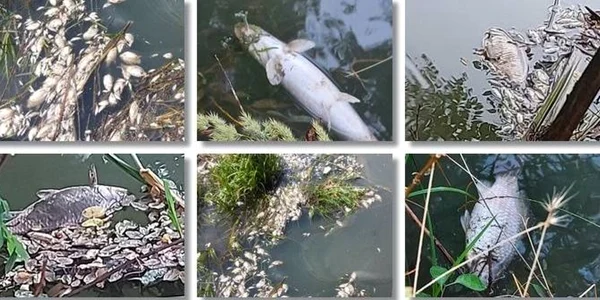 Pesti morti Bega FOTO opiniatimisoarei.ro