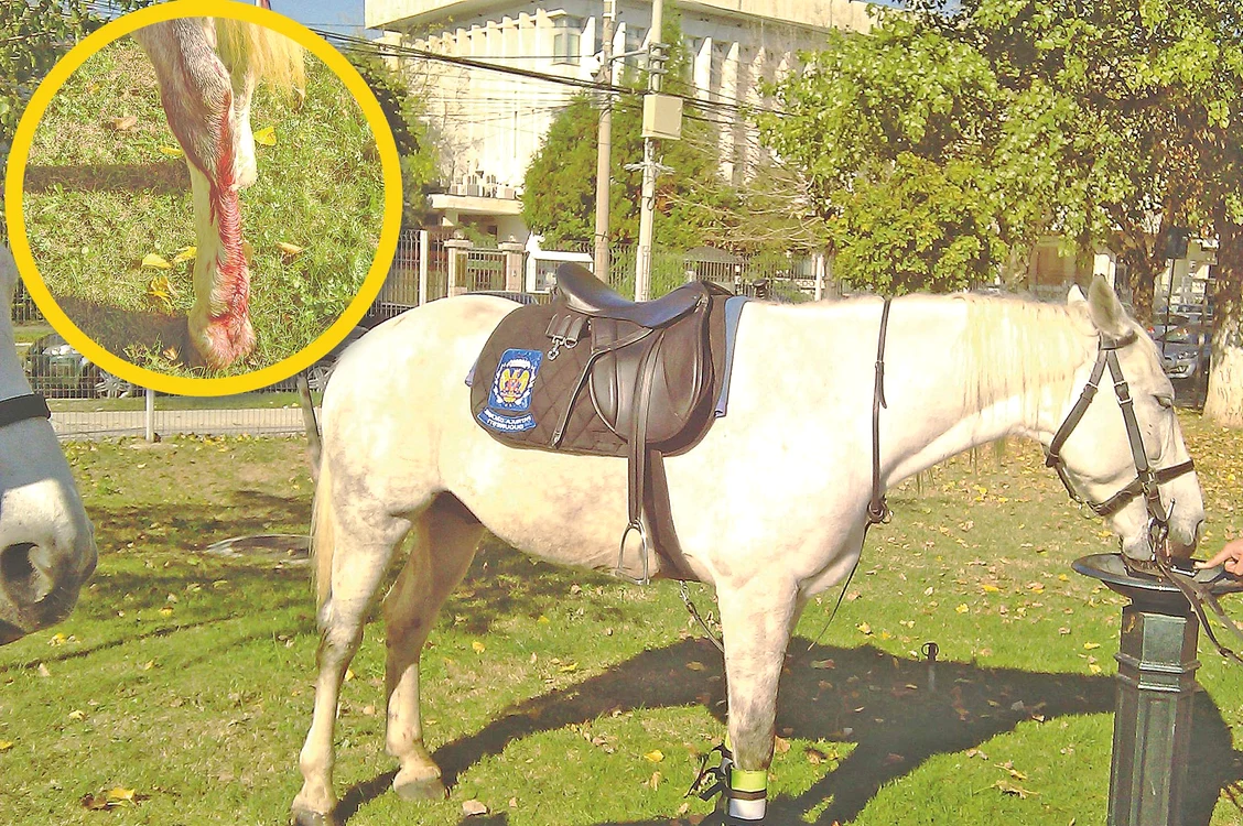 
    Piciorul armăsarului  Mango s-a umplut de  sânge  după atacul  câinelui periculos (fotografii: poliţia locală bucureşti)  