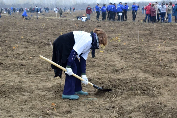 Campania de plantare a stejarilor de amână