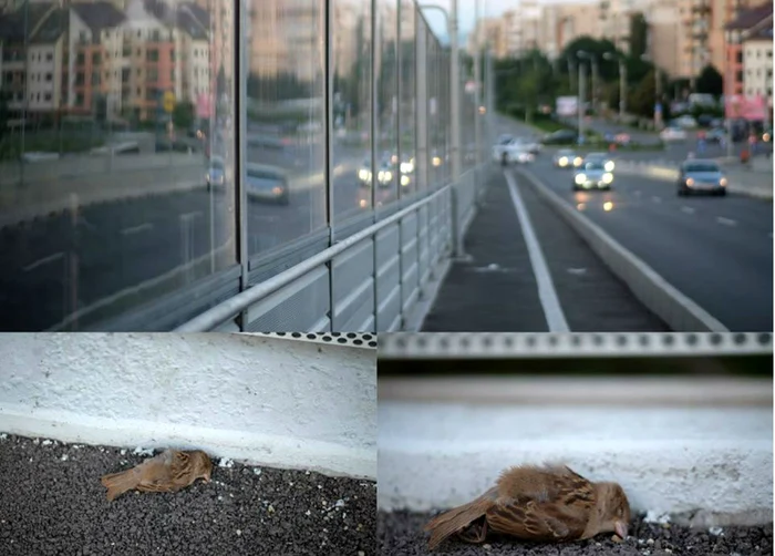 Păsările se lovesc cu putere de panourile transparente şi sfârşesc în stradă FOTO Sorin Petculescu