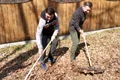 Aurel Tămaș a săpat și a greblat în curtea lui din Cluj jpeg