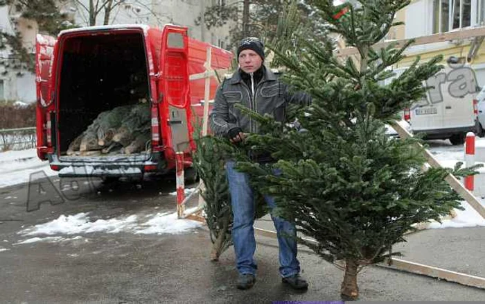 Primii brazi au apărut în Piaţa Star