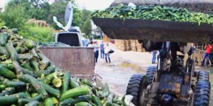 Pentru că românii se feresc să mai cumpere castraveţi, agricultorii aruncă legumele la gunoi