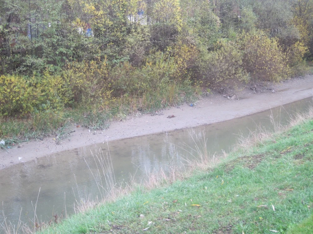 O persoană a alertat pompierii după ce a văzut căţeii agonizând în apă FOTO: Bianca Sara/ Arhivă