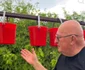 Bebe Cotimanis plantează roșiile cu susu-n jos 