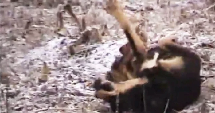Câinele a fost împuşcat cu sânge rece
