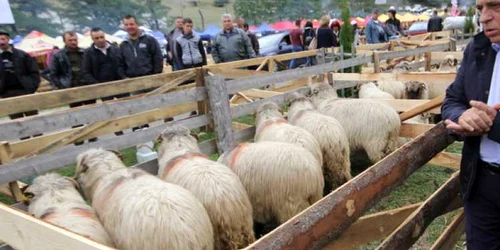 costesti sarbatoarea oierilor