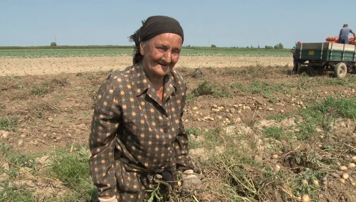Bunicuța de 81 de ani, la cules de cartofi