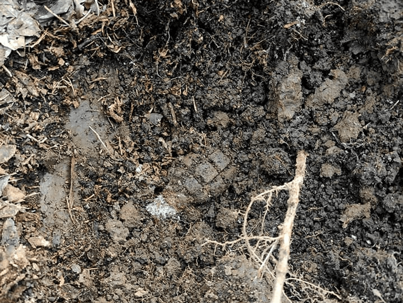  Grenadă defensivă şi cartuşe de infanterie, găsite cu detectorul de metale într-o pădure din județul Giurgiu