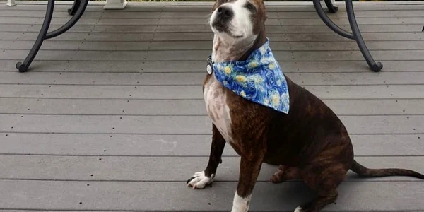 cainele pictor pe nume Van Gogh Foto: facebook/ We Rate Dogs