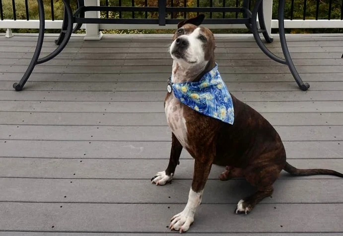  Van Gogh, câinele cu o singură ureche Foto: facebook/ We Rate Dogs