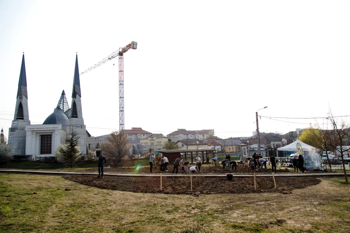 Plantare de copaci în Timişoara