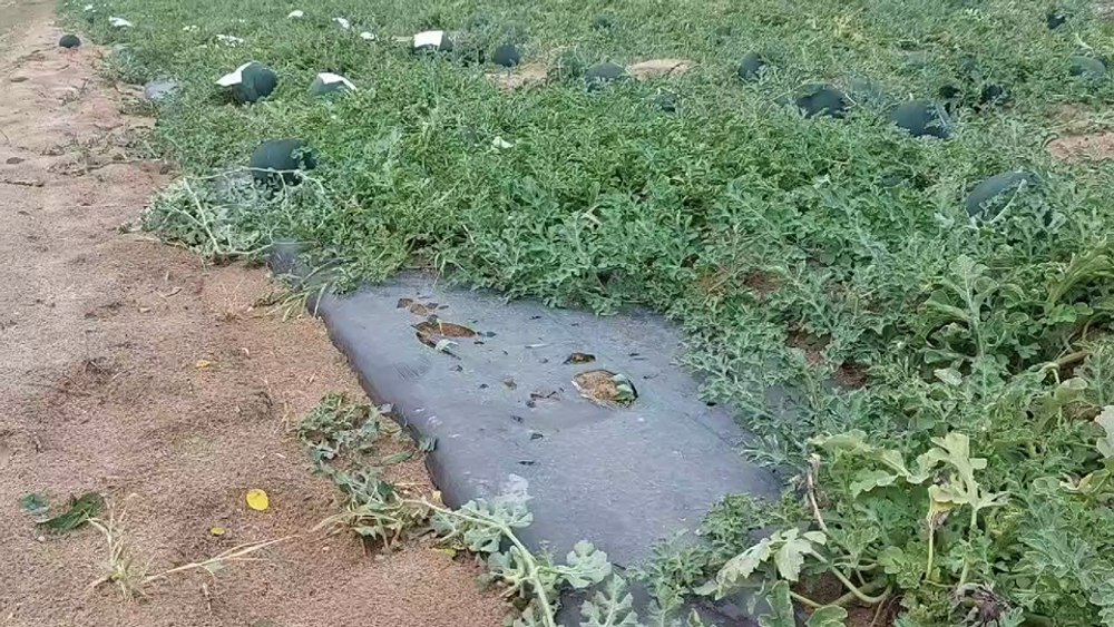 Pagube în ferme după furtuna de cod roșu. Pepenii din Dolj, loviți de grindină, rapița la pământ în Olt VIDEO