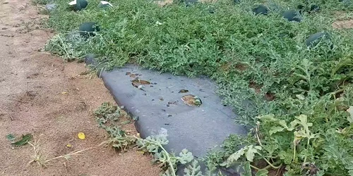 WhatsApp Video 2024 06 14 at 12 06 12 mp4 thumbnail png