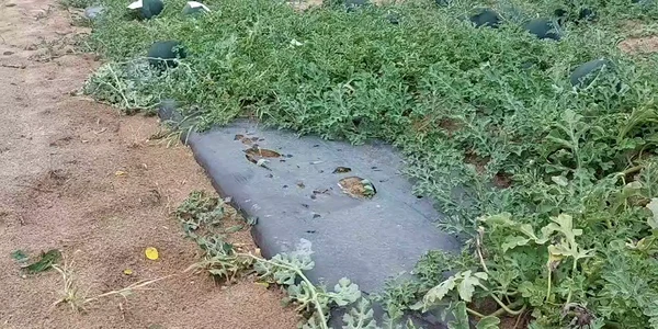 WhatsApp Video 2024 06 14 at 12 06 12 mp4 thumbnail png