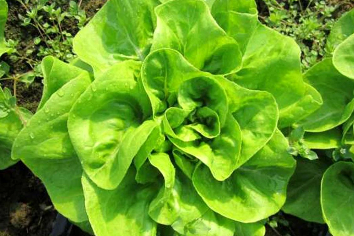 Salata verde