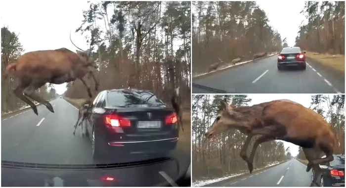 O turmă de cerbi atacă o maşină pe un drum din Polonia. FOTO: Captură video Youtube/ Observator