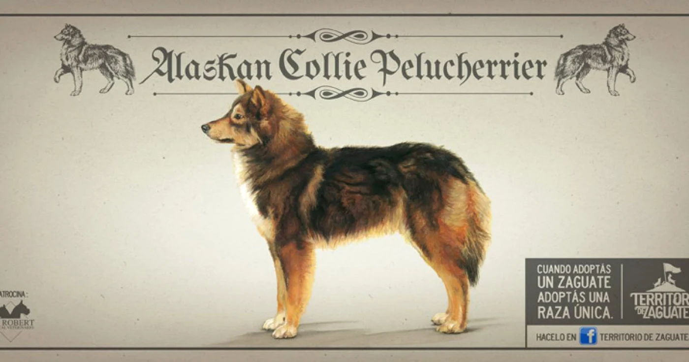 Pletosul Alaskan Collie, noua rasă canină inventată în Costa Rica FOTO www.sanjosevolando.com