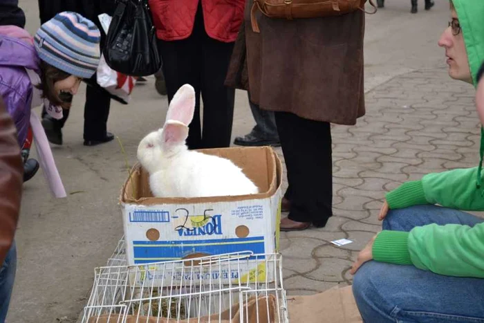 Iepurii au mare căutare în piaţa din Bacău