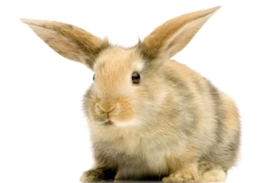 c666d53c51794467b0193f1ec0bd7bf1 jpg jpeg