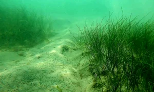 pajisti submarine jpg