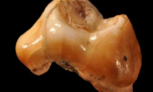 Primii Homo Sapiens au trăit în Italia jpeg