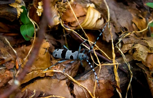 Rosalia Alpina   Foto Parcul Natural Grădiștea Muncelului Cioclovina (7) jpg