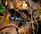Rosalia Alpina   Foto Parcul Natural Grădiștea Muncelului Cioclovina (7) jpg