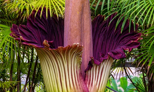 1 shutterstock 1509971474 jpg jpeg