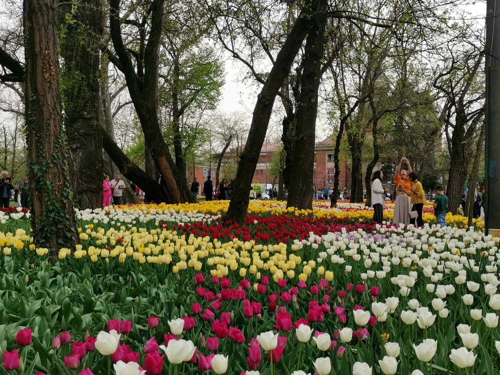 Simfonia florilor în Parcul Justiției FOTO Ștefan Both