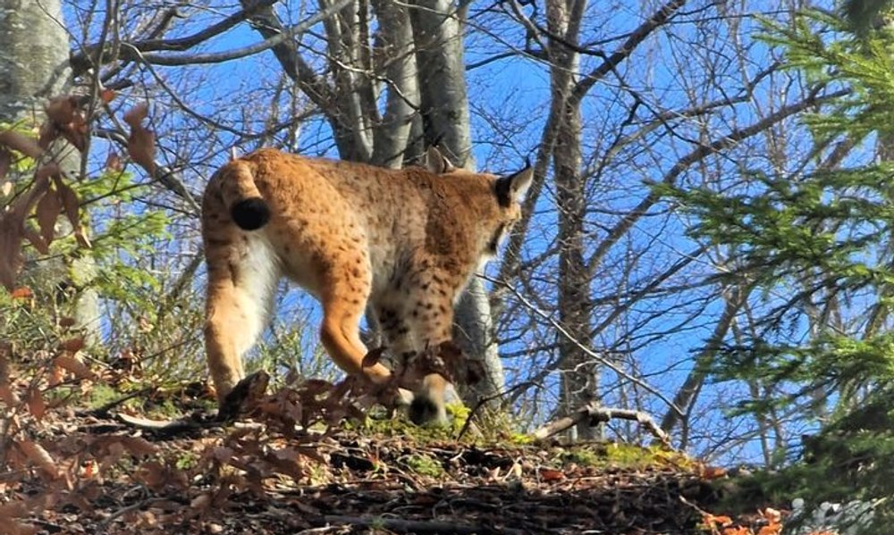 Râși tineri care își măsoară forțele, filmați în natură. Sunt prădători discreți, fiind cele mai mari feline din Europa VIDEO