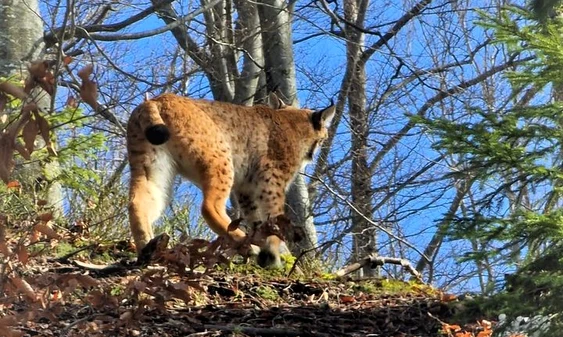 Râsul este cea mai mare felină din Europa FOTO: Regia Romsilva
