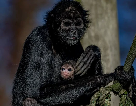 Puiul Olive, alături de mama sa FOTO Chester Zoo