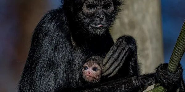 Olive, maimuta painjen fOTO Chesterzoo png