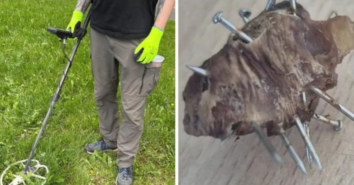 Scene revoltătoare în Cluj: „momeli” de carne cu cuie, găsite în zonele unde sunt plimbați câinii
