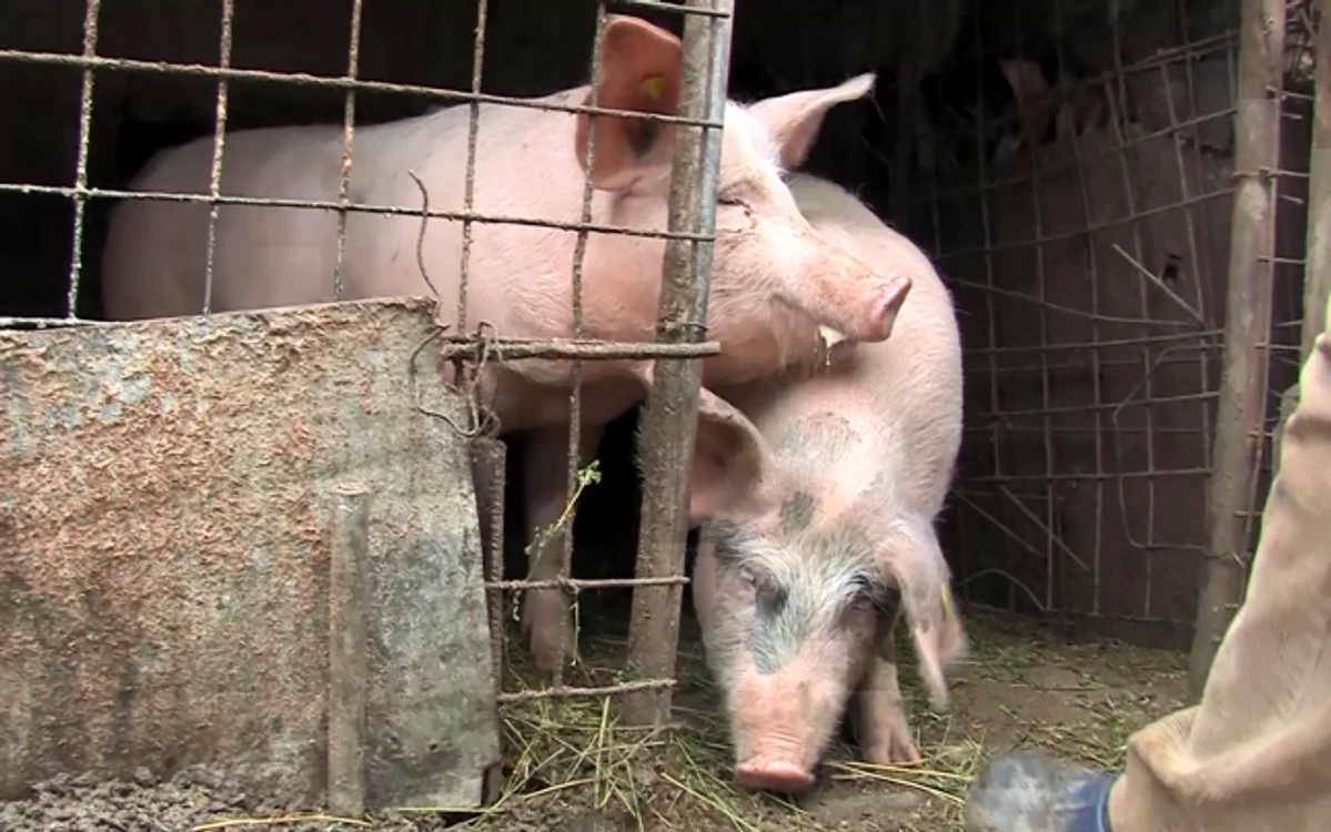 Un bucureştean creşte zeci de porci într-o casă din Sectorul 2 FOTO Arhivă