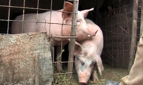 porci png