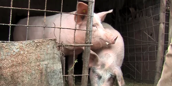 porci png